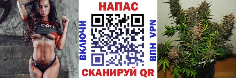 Купить закладки  Алейск  Канабис сатива 